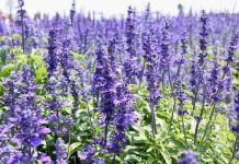 Isop (Hyssopus officinalis) – beneficii şi proprietăţi
