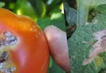 Agricultura pe înțelesul tuturor – Tuta absoluta, cel mai periculos dușman al legumicultorilor