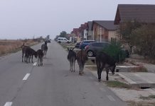 Novăcean amendat că și-a lăsat măgarii nesupravegheați pe o stradă din Târgu-Jiu