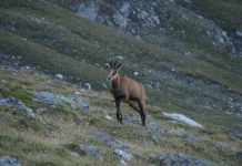 Liber la vânătoarea de capre negre în Gorj