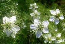 Negrilica(Nigella Sativa) – beneficii şi proprietăţi