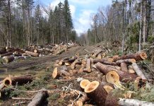 32 de cazuri de tăieri ilegale, în fiecare zi, în pădurile României. Dezastru și în Gorj!