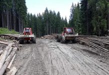 Cer măsuri pentru stoparea jafului din păduri