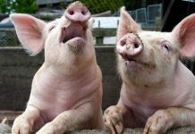 Pesta porcină sărăceşte bugetul! – Despăgubiri de peste 250.000 de lei pentru proprietarii porcilor sacrificaţi din Gorj