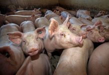 Ultimul anunț al ANSVSA – 33 de focare de pestă porcină africană, încă active în Gorj!