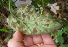 Agricultura pe înțelesul tuturor – Bolile tomatelor