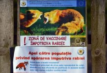 A doua campanie de vaccinare: Peste 1.600 de momeli la vizuină pentru vulpile din judeţ
