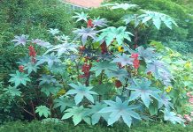 Ricin (Ricinus communis) – beneficii şi proprietăţi