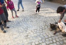 Câini otrăviţi, pe străzile din Bumbeşti-Jiu