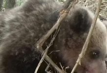 Pui de urs prins într-un laț, la Alimpești