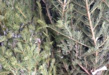 Tânăr din Padeș, cercetat pentru furt de brazi