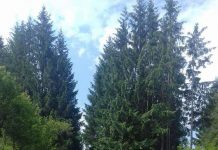 Ministrul Finanțelor, la întâlnire cu primarii PNL din Gorj la Cantonul Silvic din Cerna Sat! Gazda întrevederii liberale, pesedistul șef al Direcției Silvice Mehedinți