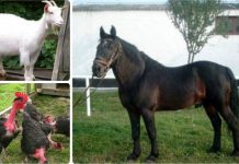 APIA efectuează plata ajutorului de stat pentru ameliorarea raselor de animale