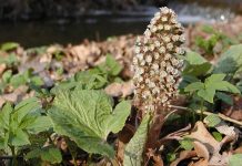Captalanul (Petasites hybridus) – beneficii şi proprietăţi