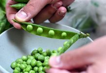 AJOFM Gorj anunţă peste 600 de locuri de muncă vacante în Danemarca şi Spania