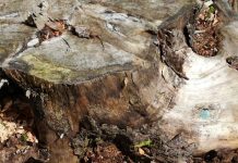 Padeș: Prinși când tăiau molizii, dosare penale și pentru furt