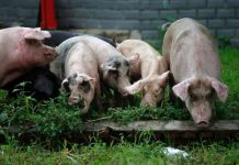 Despăgubiri de aproape 250.000 de lei pentru proprietarii ai căror porci afectaţi de pestă au fost omorâţi