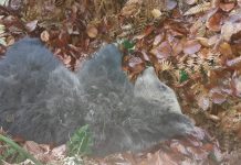 Doi pui de urs, găsiți în grădina unui localnic din Schela