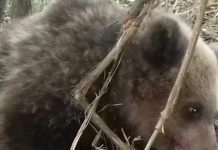 Intervenție dificilă pentru salvarea unui urs prins într-un laț, în comuna Mușetești