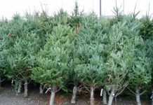 Brazi în valoare de peste 20.000 de lei, confiscați de polițiști