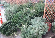 Bărbat cercetat și amendat, după ce a fost prins în timp ce transporta brazi ilegal