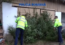 I-au confiscat brazii de Crăciun