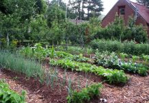 Agricultura pe înțelesul tuturor – Perioada de vegetaţie, recoltare și producția potențială a legumelor în grădina familială