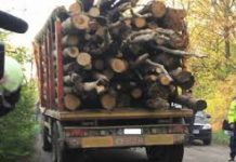 Lemne confiscate, șofer amendat la Stănești