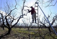 Tăierile tehnologice la vie