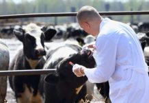 Revoltă în rândul veterinarilor gorjeni