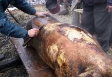 Recomandări ale DSVSA Gorj: Examenul trichineloscopic, obligatoriu după sacrificarea porcului