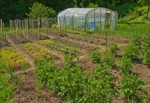 Agricultura pe înțelesul tuturor – Recolte multiple de legume, asocierea culturilor