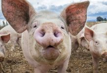 Focarele de pestă porcină din Gorj, însă nestinse! Despăgubirile depăşesc 330.000 de lei