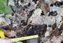 Proiectil din Primul Război Mondial, găsit într-o pădure din Gorj