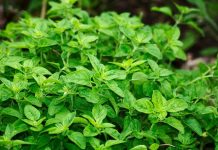 Oregano (Origanum vulgare) – beneficii şi proprietăţi