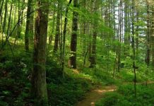 Ministerul Mediului a lansat apelul de proiecte pentru plantarea de mini-păduri în oraşele României