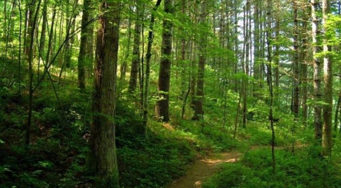 padurile_romaniei
