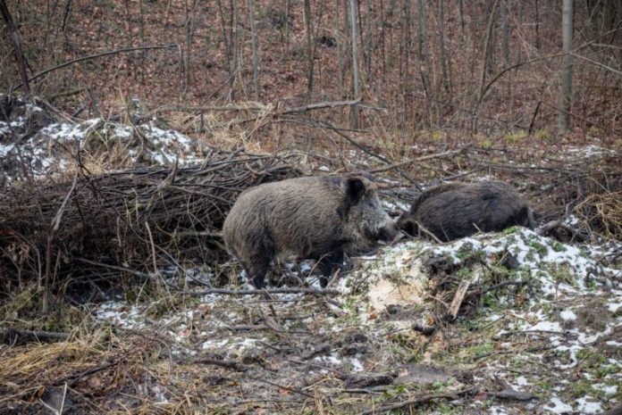 porci-mistreti-vanatoare-6-1024x683