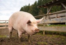 Proprietarii de porcine, așteptați la APIA Gorj