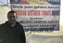 Subvenții mai mici pentru roșiile românești