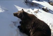 Ursul Baloo a împlinit 20 de ani!