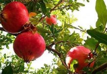 Rodie (Punica Granatum) – beneficii și proprietăți