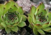 Urechelniţa (Sempervivum tectorium) – beneficii şi proprietăţi