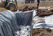 Fără despăgubiri pentru mistreții lui Iordache!