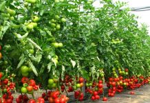 Încep plățile pentru programul Tomata!