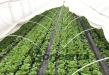 Verdețurile, mai ieftine ca anul trecut, dar vânzările – mai slabe!