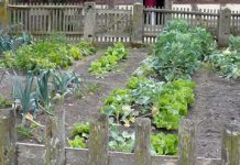 Agricultura pe înțelesul tuturor – Organizarea grădinii de legume