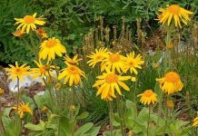 Arnica (Arnica montana) – beneficii şi proprietăţi