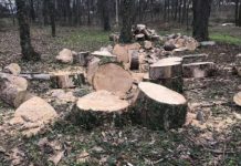 Anchetat pentru tăiere ilegală de arbori