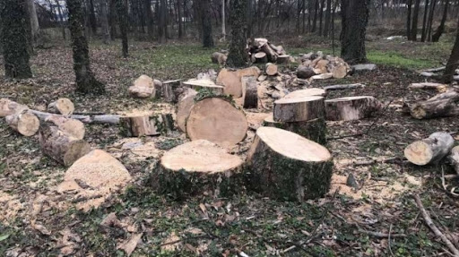 Anchetat pentru tăiere ilegală de arbori
